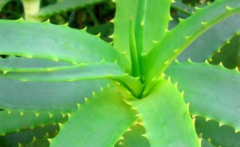 Aloe Vera’nın Faydaları