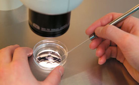 Tüp Bebek İçin Bir Sperm ve Yumurta Yeterli midir?