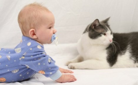 Çocuklarda Kedi Alerjisini Nasıl Önleriz?
