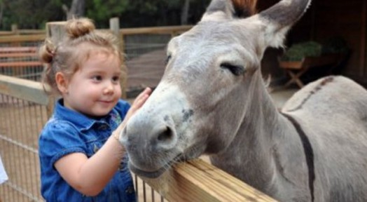 Hayvanlardan Bulaşan Hastalıklar Nelerdir?