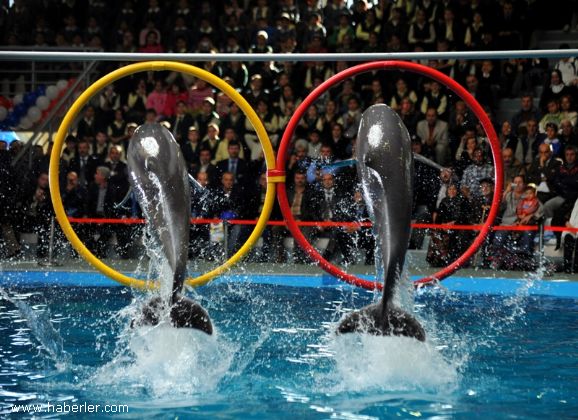 İstanbul Dolphinarium