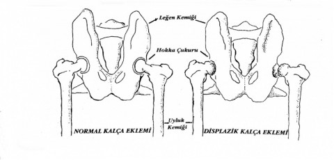 kalcacikigi2
