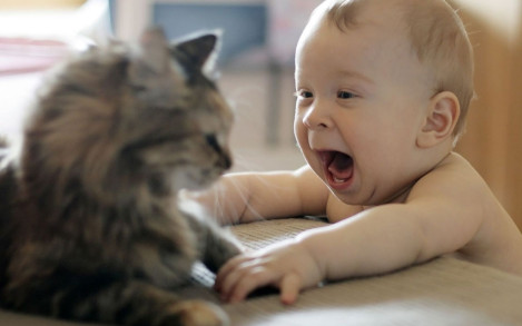 Çocuklarda Kedi Alerjisi