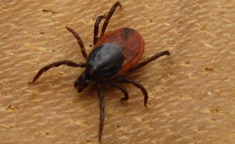 Keneden korunma yolları