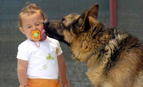 Köpek Isırmalarını Nasıl Önleyeceksiniz?