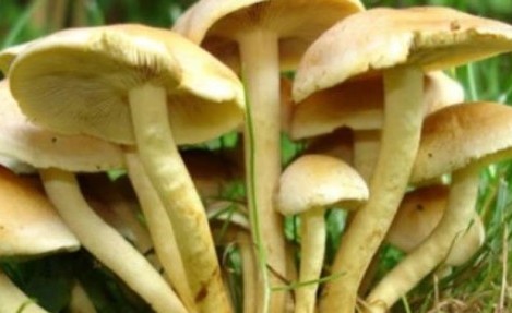 Mantar Zehirlenmelerine Karşı Uyarı