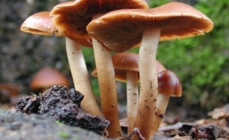 Mantar Zehirlenmelerine Dikkat!
