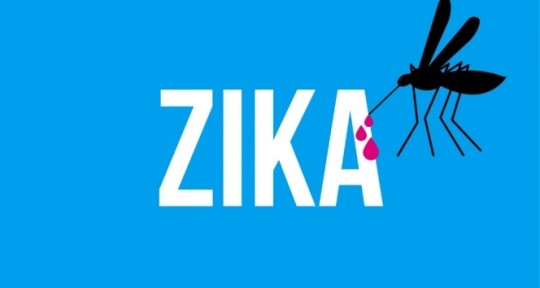 Zika Virüsü Ev Sineklerinde de Tespit Edildi