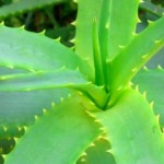 Aloe Vera’nın Faydaları